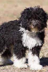 Bordoodle Dog Breed Facts And Information Wag Dog Walking Bordoodle Dog Breeds Dogs