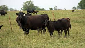 An infection that can cause your wound to keep oozing is most of the times happen because your wound gets in contact with germs or bad bacteria. Graze Away Parasites Hay And Forage Magazine