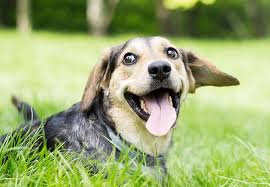 At all pets clinic in ocala, we know your pets are family, and family deserves the highest quality, most compassionate care available. Ocala Veterinarian Magnolia Animal Hospital