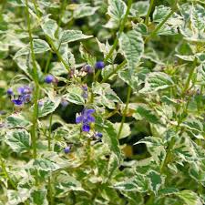 Image result for Caryopteris odorata