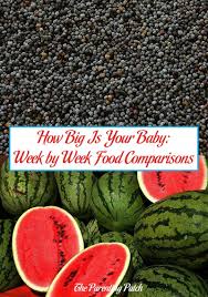 how big is your baby week by week food comparisons