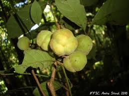 Image result for Tricalysia pallens