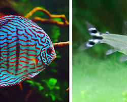 various freshwater fish goodsの画像