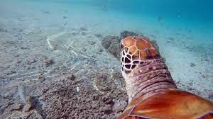 Voir ou revoir le journal de tahiti en français et en tahitien. Une Saison A Tahiti Emission Du Jeudi 10 Janvier 2019 En Streaming Replay France O France Tv