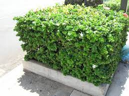 It is a salt tolerant plant. Natal Plum