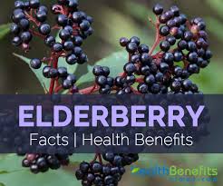 Maybe you would like to learn more about one of these? Elderberry Facts Health Benefits And Nutritional Value