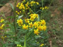 Image result for Senecio latifolius
