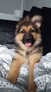 Why buy a german shepherd dog puppy for sale if you can adopt and save a life? 20 Of The Cutest German Shepherd Puppies Ever