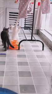 honey are you hanging up again 動画 猫 動物 犬