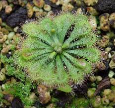 Image result for Drosera dielsiana