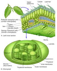 As a kid i was never much of a hiker, but now i love spending an hour hiking trails. Leaf Chloroplast Structure Carlson Stock Art
