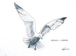 When the bird flies and the wings are open, its body can be summarized in a simple elongated shape, the tail is large and triangular and the feet are close to the body. Seagull Landing Drawing By Frederic Kohli