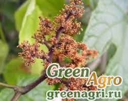 Image result for Ampelocissus abyssinica