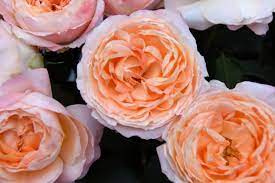 Our Garden Roses Will Wow You So Many To Choose From Princess Aiko Beloved A Japanese Garden Rose Was Peony Types Online Flower Shop Amazing Flowers