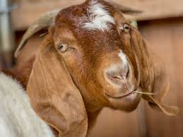 A Gallery Of Goat Types Hgtv Gardens Goat Picture Boer Goats Cute Goats