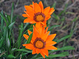 Gazania seeds gazanias are a treasure of a flower! Gazania Growing From Seeds Planting And Care When To Plant For Seedlings How To Grow