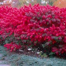 Goes the extra mile! see more of burning bush landscape, llc on facebook. Burning Bush Bright Red Foliage Full Sunlight Easy To Grow Shrub Walmart Com Walmart Com