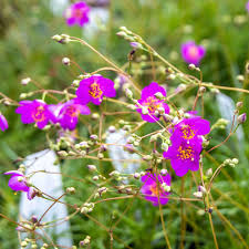 Image result for Talinum tenuissimum