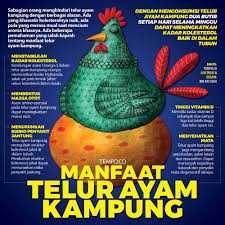 Ada dua jenis telur, yaitu telur ayam kampung dan telur ayam ras. Salah Kaprah Telur Ayam Kampung Grafis Tempo Co