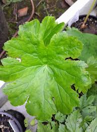 Image result for Meiostemon tetrandrus