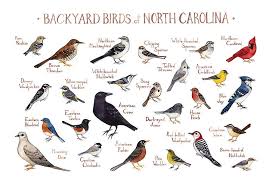 Backyard Birds Of North Carolina Field Guide Art Print