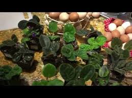 Violets Haul Propagation Youtube African Violet Care African Violets Propagation