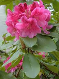 Rhododendron Spp Azalea Pink Azaleas Rhododendron Azaleas