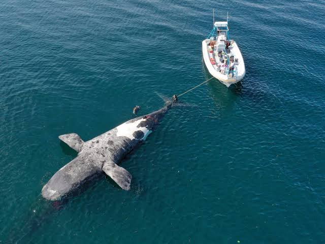 Alarma en Puerto Madryn: aparecieron cinco ballenas muertas en menos de 48 horas