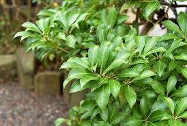 アセビ 馬酔木 庭木図鑑 植木ペディア