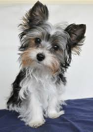 Theyve been vaccinated, dewormed and vet checked. Parti Yorkie Terrier Puppies Yorkshire Terrier Puppies Biewer Yorkie