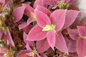 Image result for Coleus caudatus