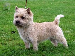 Image result for cairn teriér