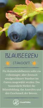 Heidelbeeren Blaubeeren Pflanzen Standort Zeitpunkt Co Blaubeeren Pflanzen Heidelbeeren Blaubeeren Blaubeeren