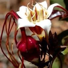 Image result for Strophanthus amboensis