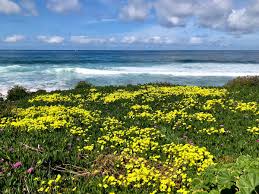 Maybe you would like to learn more about one of these? La Jolla California On Twitter Enjoy Spring Blossom Flowers In La Jolla Coast Happy Spring Lajolla Lajollaspring Lajollaviews Lajollacoast Lajollacalifornia Sandiego Springflowers Springblossomflowers Https T Co Qtivgkvu3r