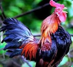 Ayam jantan berkokok di tengah malam, pertanda makhluk gaib sedang lewat? Benarkah Ayam Jago Kluruk Tengah Malam Tanda Ada Anak Perawan Hamil Halaman All Kompasiana Com