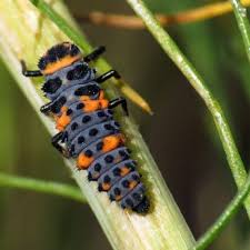 Maybe you would like to learn more about one of these? Garden Mastery Here S How To Identify And Manage Insect Pests In Your Garden The San Diego Union Tribune