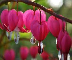 Sherri S Jubilee Bleeding Heart Flower Most Beautiful Flowers Rare Flowers