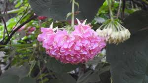 Image result for Dombeya lastii