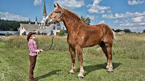 The measurement should be taken from the ground vertically to the highest point of a horse's withers. On This Day In 2010 Big Jake The World S Tallest Horse Is Measured Guinness World Records