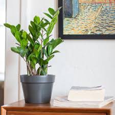 Learn which plants you may want to avoid in the garden and the signs your cat may have when grass is available, most cats will not eat outside plants or flowers. How To Grow And Care For Your Zz Plant Lively Root