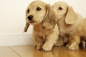 The site owner hides the web page description. é‡'æ¯›çŠ¬ä»·æ ¼å¤šå°'é'±ä¸€åª è‡´å¯Œçƒ­
