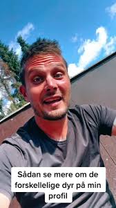 Surikater ❤️ lidt kort hygge info #fyp #foryou #pangeapark #danmark #surikat