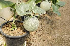 Explore our huge selection today! How To Grow Cantaloupe In Containers Gardener S Path