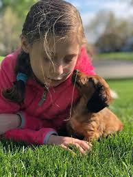 We do not ship our puppies. Home My Home Puppies
