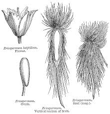 Image result for Eriospermaceae