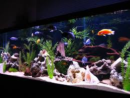 Check spelling or type a new query. Aquarium Decoration By Creating Picturesque Underwater Landscapes