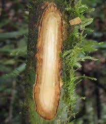 Image result for Massularia