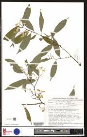 Image result for Securidaca welwitschii