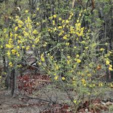 Image result for Rhigozum brevispinosum